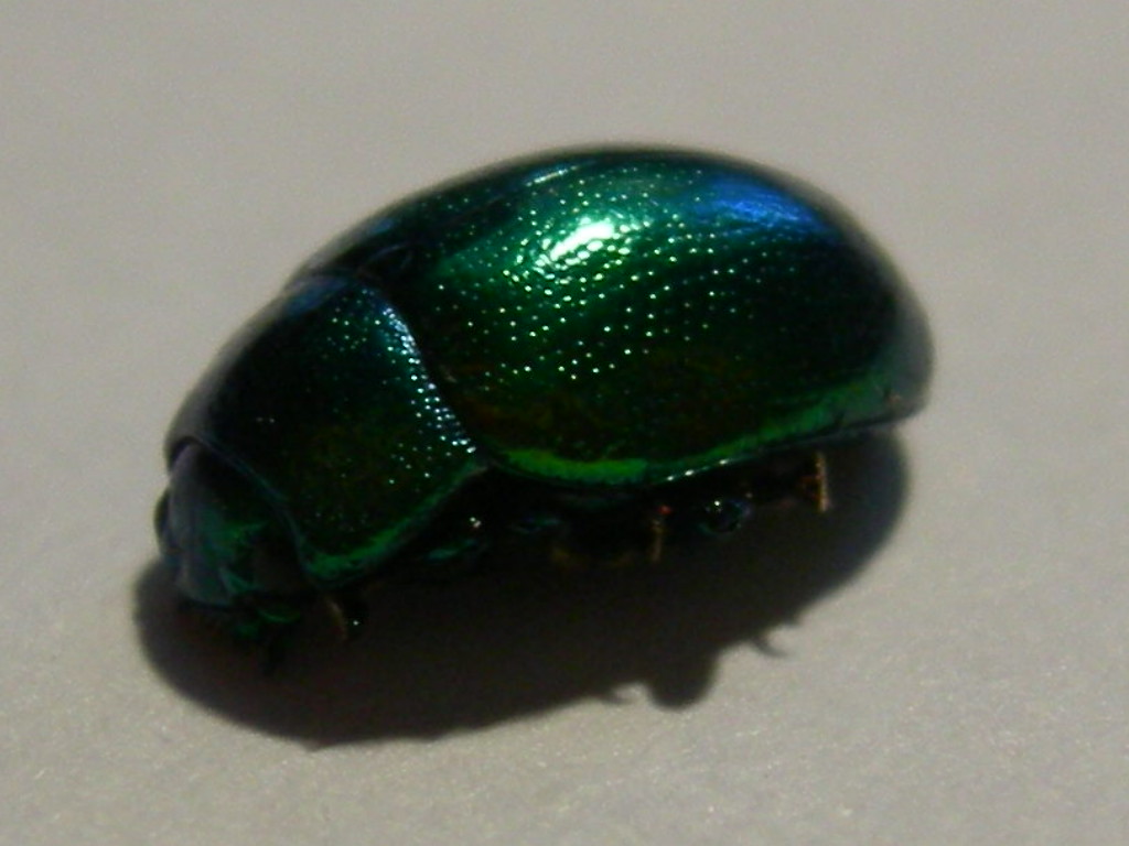 Chrysolina herbacea